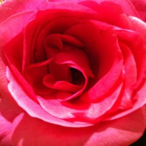 Meet your Posher, Muna